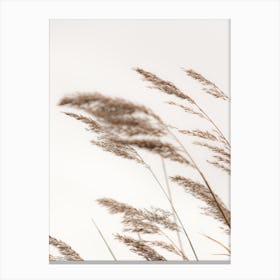 Grass Blowing In The Wind Canvas Print