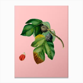 Vintage Fig Botanical on Soft Pink n.0766 Canvas Print