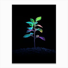 Rainbow Plant On Black Background 3 Canvas Print