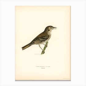 Redwing Song Thrush, The Von Wright Brothers Canvas Print