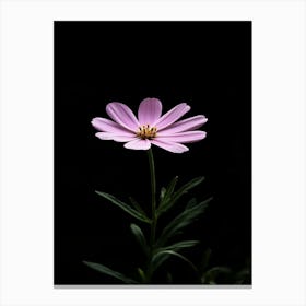 Single Pink Flower On Black Background 1 Canvas Print