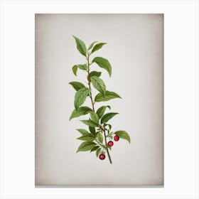 Vintage Cherry Botanical on Parchment n.0835 Canvas Print