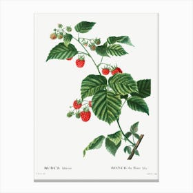 European Raspberry, Pierre Joseph Redoute Canvas Print