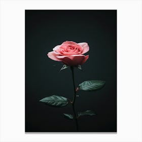 Pink Rose On Black Background 76 Canvas Print