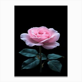 Pink Rose On Black Background 70 Canvas Print