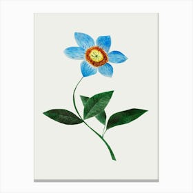 Star Flower By Mary Altha Nims Canvas Print