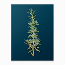 Vintage Rosemary Botanical Art on Teal Blue n.0248 Canvas Print