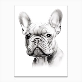 French Bulldog Dog, Line Drawing 4 Canvas Print