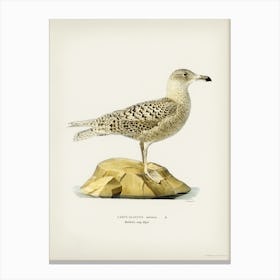 Glaucous Gull (Larus Glaucus), The Von Wright Brothers Canvas Print