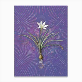 Vintage Rain Lily Botanical Illustration on Veri Peri n.0230 Canvas Print