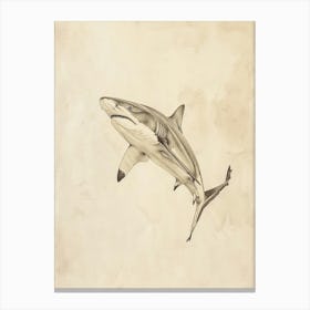 Isistius Genus Shark Vintage Illustration 6 Canvas Print