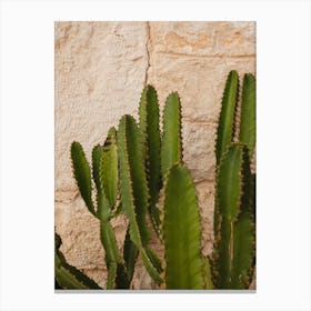Cactus Against A Stone Wall, Summer Vibes Canvas Print