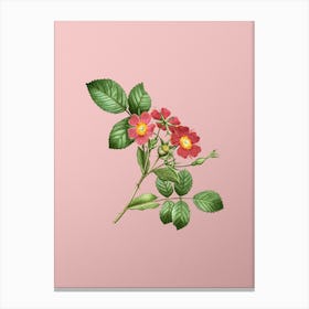 Vintage Redleaf Rose Botanical on Soft Pink n.0526 Canvas Print