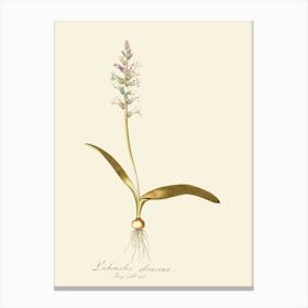 Lily Of The Valley 42 Canvas Print