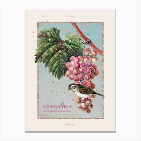 Botanica - Grapevine Canvas Print