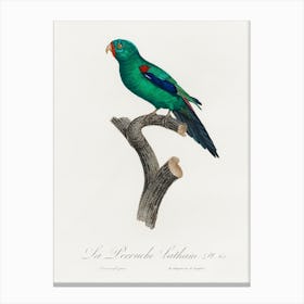 The Swift Parrot From Natural History Of Parrots, Francois Levaillant Canvas Print