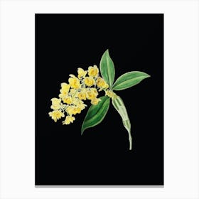 Vintage Dense Flowered Dendrobium Botanical Illustration on Solid Black n.0512 Canvas Print