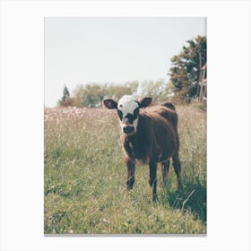 Baby Brown Cow Canvas Print