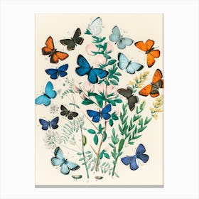 Butterflies And Flowers 3 Canvas Print