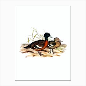 Vintage Chesnut Breasted Duck Bird Illustration on Pure White n.0231 Canvas Print