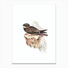 Vintage White Throated Eared Nightjar Bird Illustration on Pure White n.0316 Canvas Print