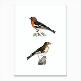 Vintage Chaffinch Male Bird Illustration on Pure White n.0190 Canvas Print