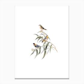 Vintage Yellow Rumped Spotted Pardalote Bird Illustration on Pure White Canvas Print