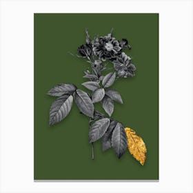 Vintage Boursault Rose Black and White Gold Leaf Floral Art on Olive Green n.0656 Canvas Print