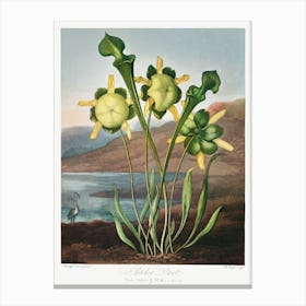 Pitcher Plant From The Temple Of Flora (1807), Robert John Thornton Canvas Print