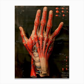 Anatomy Of The Hand biology Canvas Print