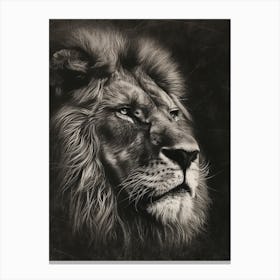 African Lion Charcoal Drawing Portrait Close Up 4 Canvas Print