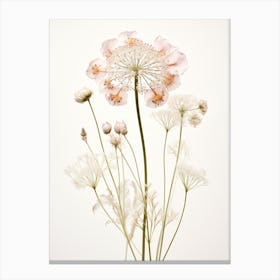 Pressed Wildflower Botanical Art Queen Annes Lace 2 Canvas Print