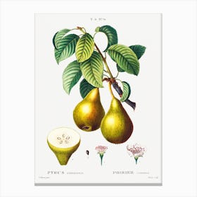 Pears With Leaves, Pierre Joseph Redoute Canvas Print