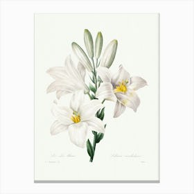 Madonna Lily From Choix Des Plus Belles Fleurs (1827), Pierre Joseph Redoute Canvas Print