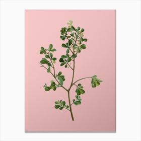 Vintage European Buckthorn Botanical on Soft Pink n.0290 Canvas Print
