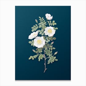 Vintage White Burnet Roses Botanical Art on Teal Blue n.0269 Canvas Print