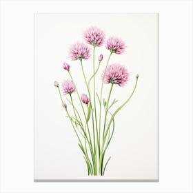 Chives Vintage Botanical Herbs 1 Canvas Print