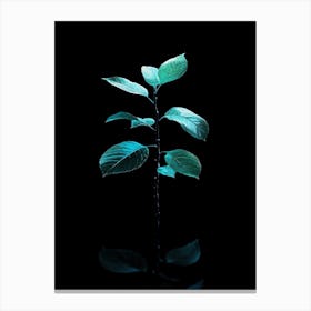 Green Leaf On Black Background 1 Canvas Print