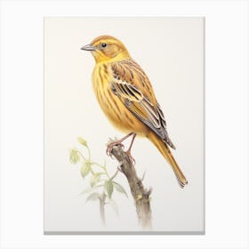 Vintage Bird Drawing Yellowhammer 1 Canvas Print