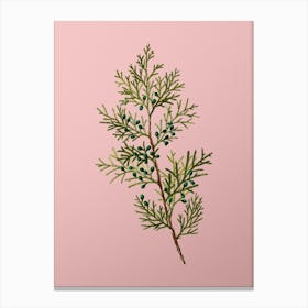 Vintage Virginian Juniper Botanical on Soft Pink n.0930 Canvas Print