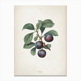 Vintage Redouté 1 Prunus Myrobalana Canvas Print