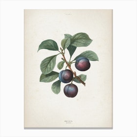 Vintage Redouté 1 Prunus Myrobalana Canvas Print