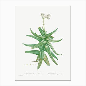 Crassula Perfoliata, Pierre Joseph Redoute Canvas Print