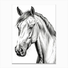 Highly Detailed Pencil Sketch Portrait of Horse with Soulful Eyes 5 Canvas Print