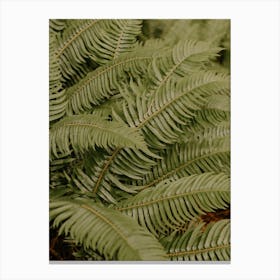 Oregon Ferns Canvas Print