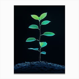 Green Plant Sprouting From The Ground 1 Canvas Print