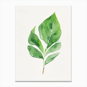 Spinach Leaf Minimalist Watercolour Canvas Print