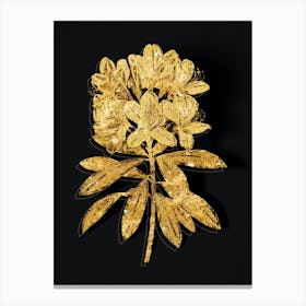 Vintage Common Rhododendron Botanical in Gold on Black n.0076 Canvas Print