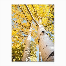 Aspen Tree Yellow Leaves Canvas Print