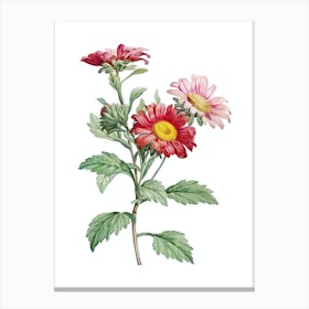 Vintage Red Aster Flowers Botanical Illustration on Pure White n.0076 Canvas Print